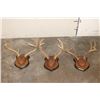 Image 1 : (3) WHITETAIL DEER Racks mounted on matching Wooden Plaques (ONE$)