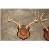 Image 2 : (3) WHITETAIL DEER Racks mounted on matching Wooden Plaques (ONE$)