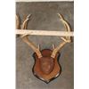 Image 4 : (3) WHITETAIL DEER Racks mounted on matching Wooden Plaques (ONE$)