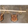 Image 5 : (3) WHITETAIL DEER Racks mounted on matching Wooden Plaques (ONE$)
