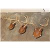 Image 6 : (3) WHITETAIL DEER Racks mounted on matching Wooden Plaques (ONE$)