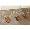 Image 7 : (3) WHITETAIL DEER Racks mounted on matching Wooden Plaques (ONE$)