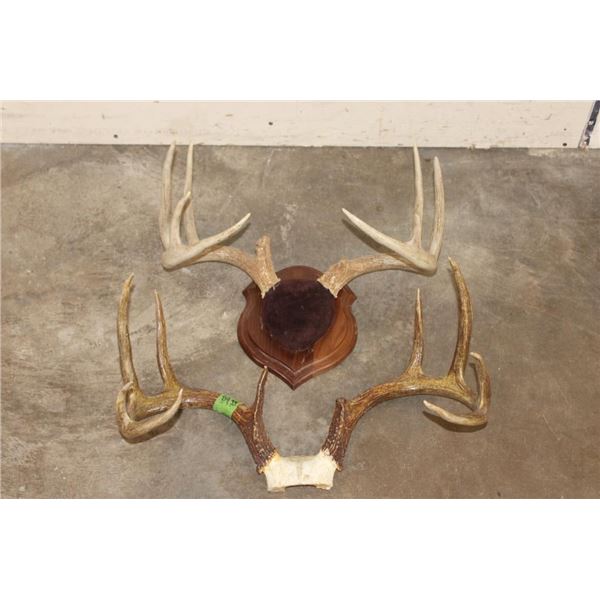 (1) WHITETAIL DEER Antler Rack on a Wooden Plaque and (1) WHITETAIL DEER Rack on a Skull Cap (ONE$)