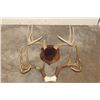 Image 1 : (1) WHITETAIL DEER Antler Rack on a Wooden Plaque and (1) WHITETAIL DEER Rack on a Skull Cap (ONE$)