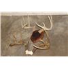 Image 2 : (1) WHITETAIL DEER Antler Rack on a Wooden Plaque and (1) WHITETAIL DEER Rack on a Skull Cap (ONE$)