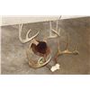 Image 3 : (1) WHITETAIL DEER Antler Rack on a Wooden Plaque and (1) WHITETAIL DEER Rack on a Skull Cap (ONE$)