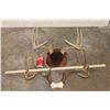 Image 4 : (1) WHITETAIL DEER Antler Rack on a Wooden Plaque and (1) WHITETAIL DEER Rack on a Skull Cap (ONE$)