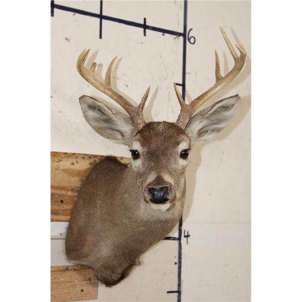 9-Point WHITETAIL DEER Shoulder Mount