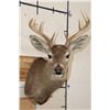 Image 1 : 9-Point WHITETAIL DEER Shoulder Mount