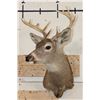 Image 2 : 9-Point WHITETAIL DEER Shoulder Mount
