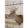 Image 3 : 9-Point WHITETAIL DEER Shoulder Mount