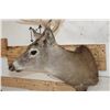 Image 4 : 9-Point WHITETAIL DEER Shoulder Mount