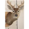 Image 5 : 9-Point WHITETAIL DEER Shoulder Mount