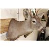 Image 6 : 9-Point WHITETAIL DEER Shoulder Mount