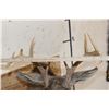 Image 8 : 9-Point WHITETAIL DEER Shoulder Mount