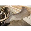 Image 9 : 9-Point WHITETAIL DEER Shoulder Mount
