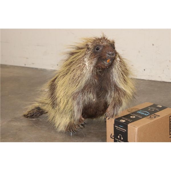 Life-sized NORTH AMERICAN PORCUPINE with No Base
