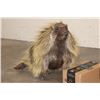 Image 1 : Life-sized NORTH AMERICAN PORCUPINE with No Base