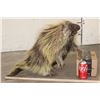 Image 2 : Life-sized NORTH AMERICAN PORCUPINE with No Base