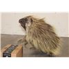Image 4 : Life-sized NORTH AMERICAN PORCUPINE with No Base