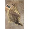 Image 5 : Life-sized NORTH AMERICAN PORCUPINE with No Base