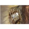 Image 7 : Life-sized NORTH AMERICAN PORCUPINE with No Base