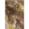 Image 9 : Life-sized NORTH AMERICAN PORCUPINE with No Base