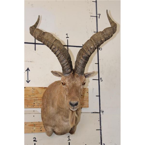 IBEX Shoulder Mount
