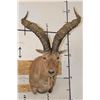 Image 1 : IBEX Shoulder Mount