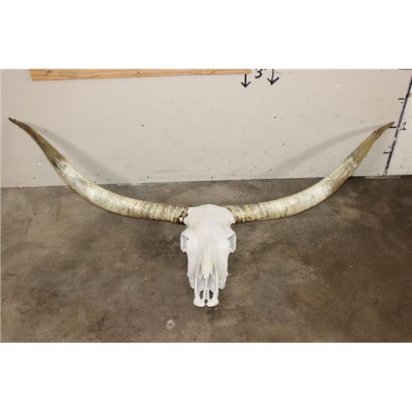 XXL TEXAS LONGHORN Skull with Removable Horns