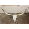 Image 1 : XXL TEXAS LONGHORN Skull with Removable Horns