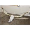 Image 2 : XXL TEXAS LONGHORN Skull with Removable Horns