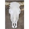 Image 3 : XXL TEXAS LONGHORN Skull with Removable Horns