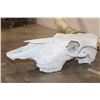Image 4 : XXL TEXAS LONGHORN Skull with Removable Horns