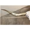 Image 7 : XXL TEXAS LONGHORN Skull with Removable Horns