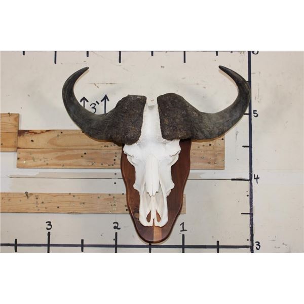 CAPE BUFFALO Skull on a Wood Wall Pedestal