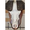 Image 6 : CAPE BUFFALO Skull on a Wood Wall Pedestal