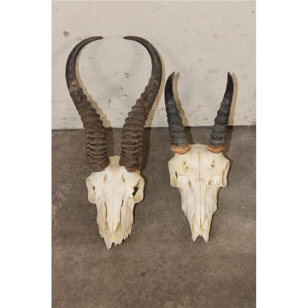 (1) SPRINGBOK Skull and (1) REEDBUCK Skull (ONE$)
