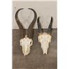 Image 1 : (1) SPRINGBOK Skull and (1) REEDBUCK Skull (ONE$)
