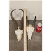Image 2 : (1) SPRINGBOK Skull and (1) REEDBUCK Skull (ONE$)