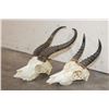 Image 3 : (1) SPRINGBOK Skull and (1) REEDBUCK Skull (ONE$)