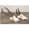 Image 4 : (1) SPRINGBOK Skull and (1) REEDBUCK Skull (ONE$)