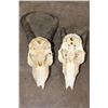Image 5 : (1) SPRINGBOK Skull and (1) REEDBUCK Skull (ONE$)