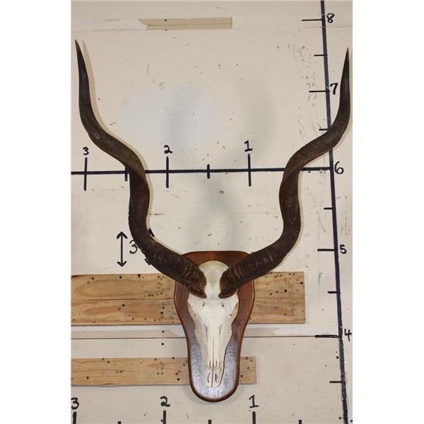 KUDU Skull on a Wooden Plaque