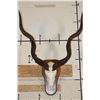 Image 1 : KUDU Skull on a Wooden Plaque