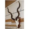 Image 2 : KUDU Skull on a Wooden Plaque
