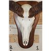 Image 5 : KUDU Skull on a Wooden Plaque