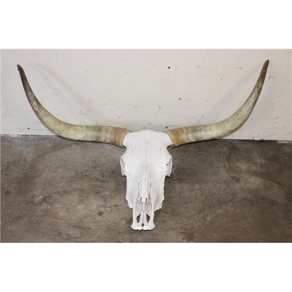 TEXAS LONGHORN Skull with Removable Horns