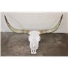 Image 1 : TEXAS LONGHORN Skull with Removable Horns