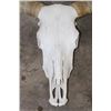 Image 4 : TEXAS LONGHORN Skull with Removable Horns